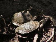 A Couple Of Turtles Getting Some Sun...